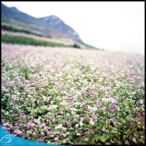 tour du lich ha giang du lich the sinh tourist the sinh tourism sinhcafe travel 026 20240510 223709