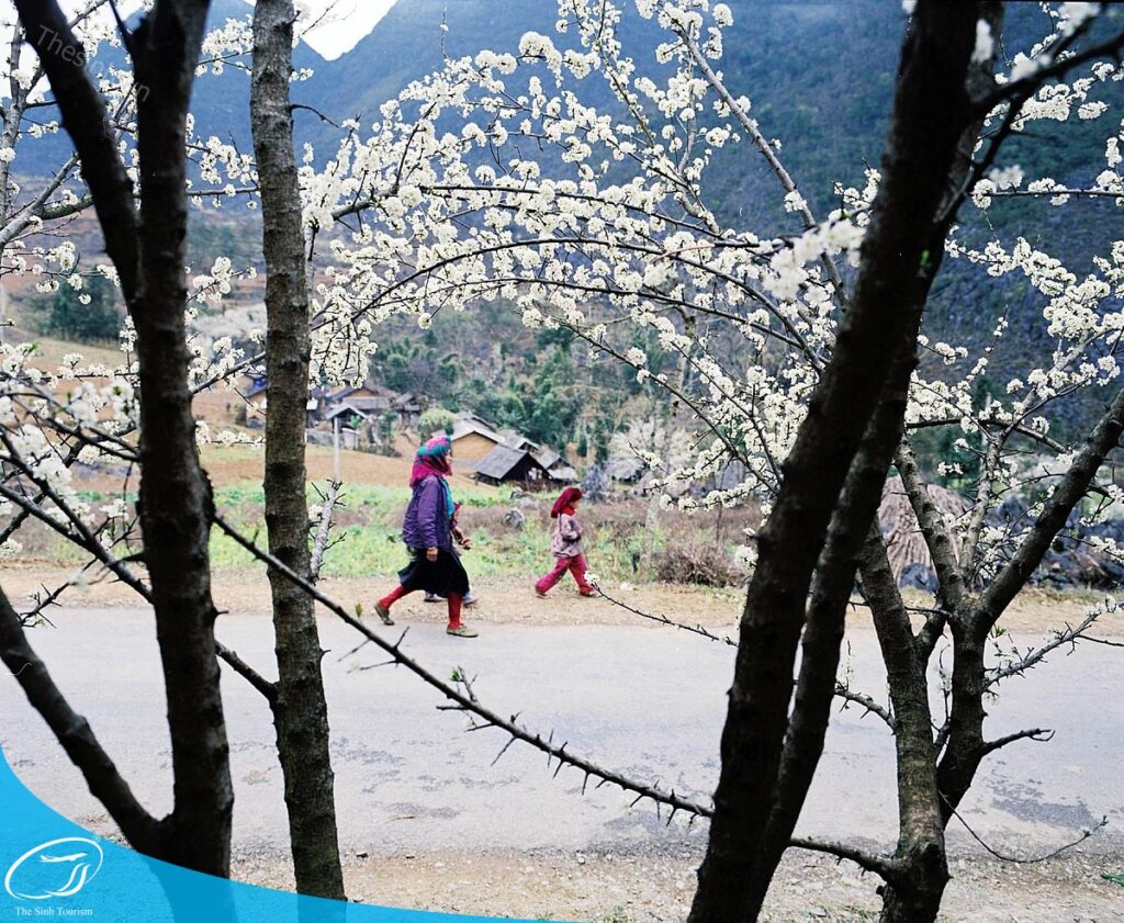 tour du lich ha giang du lich the sinh tourist the sinh tourism sinhcafe travel 028 20240510 223709