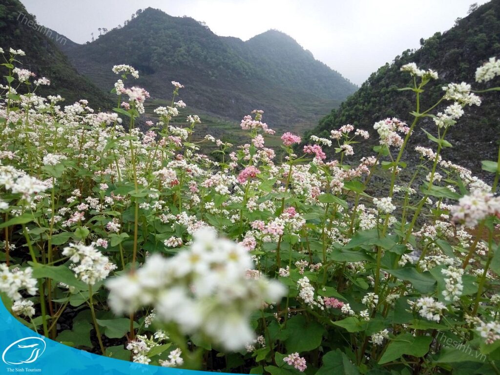 Du lịch Hà Giang tháng 10 - Mùa hoa tam giác mạch