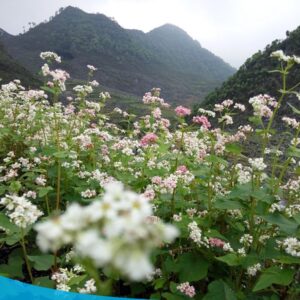 tour du lich ha giang du lich the sinh tourist the sinh tourism sinhcafe travel 056 20240510 223711