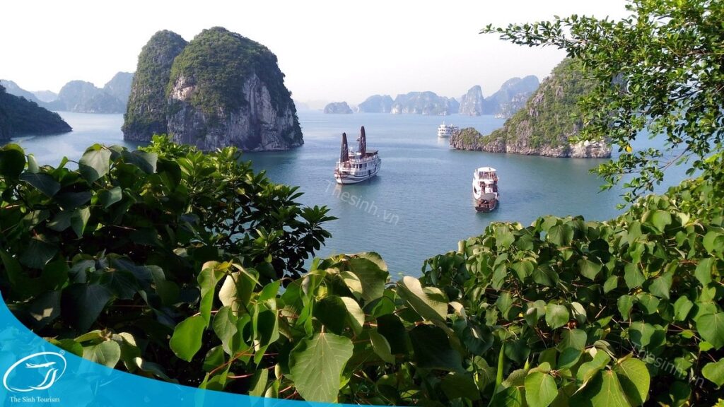 Vì sao nên chọn tour Hà Nội Hạ Long 1 ngày? Góc nhìn từ người từng trải nghiệm 6 Tour Hà Nội Hạ Long 1 ngày - Yên tâm đặt tour với Thế Sinh Tourist