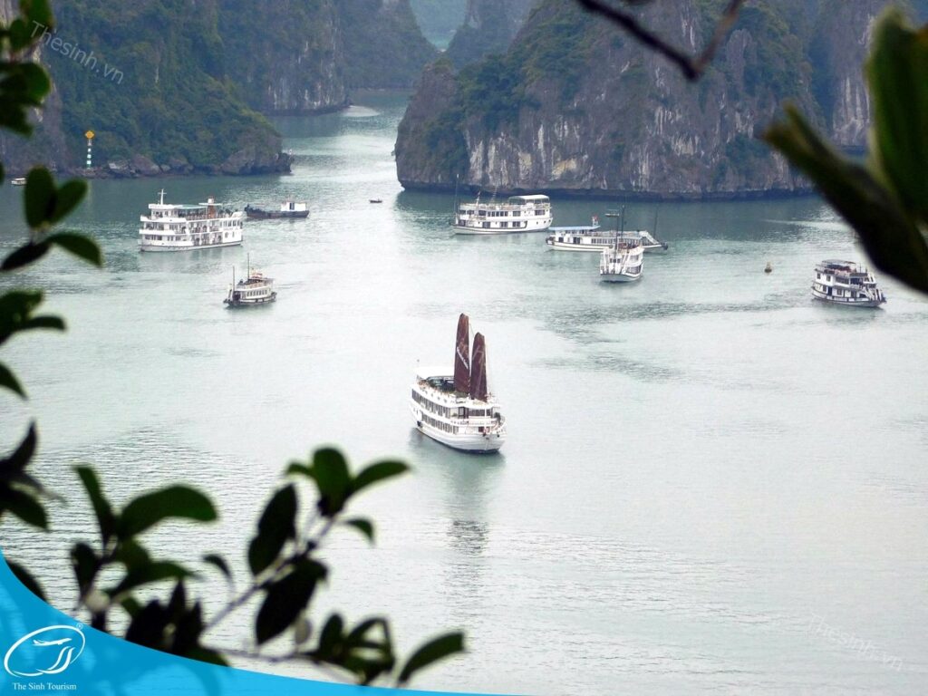 Khám Phá Hạ Long 2 Ngày 1 Đêm - Hành Trình Trọn Vẹn Giữa Vịnh Biển Kỳ Vĩ và Phố Đêm Sôi Động 21 Tour du thuyền Hạ Long - Đặt tour tại Thế Sinh Tourist