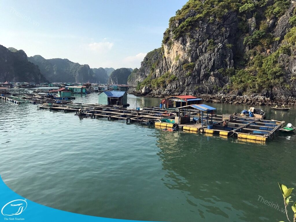 Top 5 tour 2 ngày 1 đêm Hạ Long nổi bật từ The Sinh Tourist 20 Du lịch Hạ Long cùng Thế Sinh Tourist