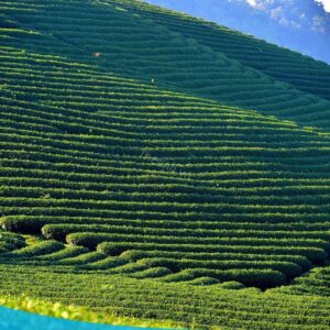 tour du lich moc chau the sinh tourism the sinh tourist 001 20240520 174233