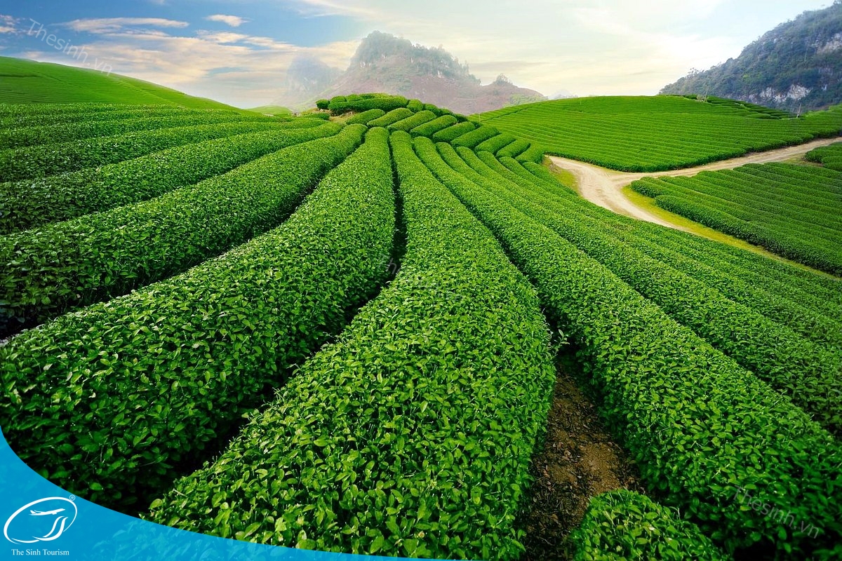 Đi tour Mộc Châu theo mùa nào hợp lý ?