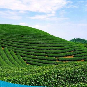tour du lich moc chau the sinh tourism the sinh tourist 004 20240520 174430
