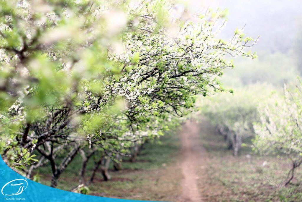 Đặt tour Mộc Châu 2 ngày 1 đêm tại Thế Sinh Touirts