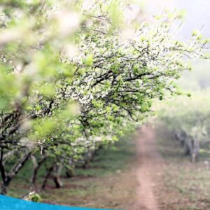 tour du lich moc chau the sinh tourism the sinh tourist 008 20240520 174430