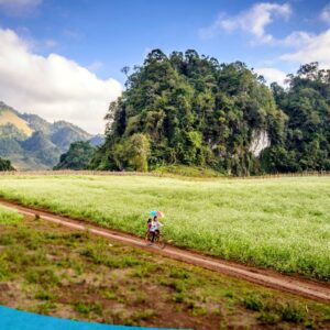 tour du lich moc chau the sinh tourism the sinh tourist 009 20240520 174430