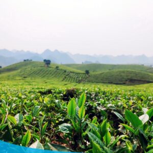tour du lich moc chau the sinh tourism the sinh tourist 014 20240520 174431