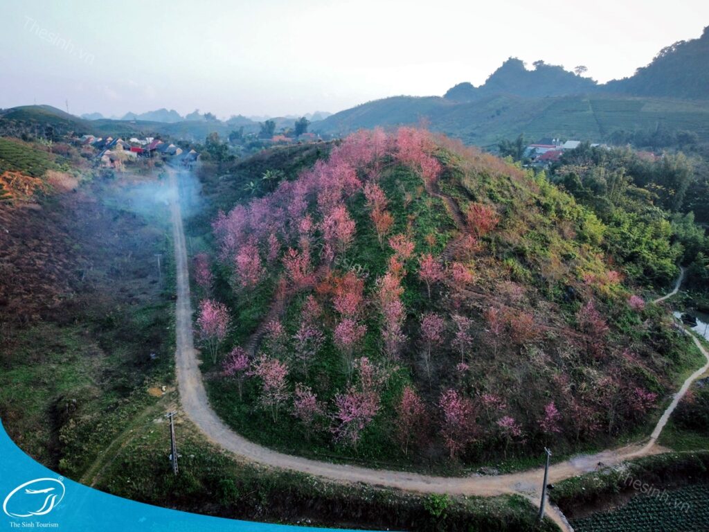 Du lịch Mộc Châu - Tham khảo giá tour Mộc Châu tại thesinh.vn