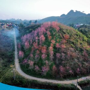 tour du lich moc chau the sinh tourism the sinh tourist 016 20240520 174431