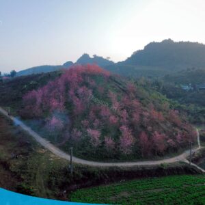 tour du lich moc chau the sinh tourism the sinh tourist 017 20240520 174431