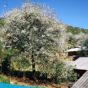 tour du lich moc chau the sinh tourism the sinh tourist 019 20240520 174432