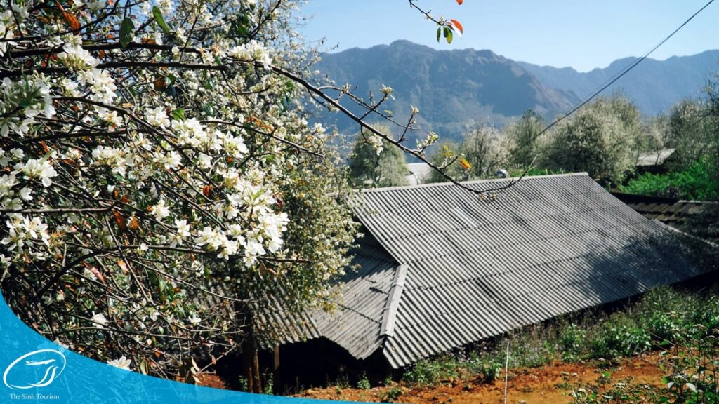 tour du lich moc chau the sinh tourism the sinh tourist 024 20240520 174432
