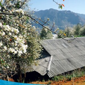 TOUR TÂY BẮC 5N4Đ (MỘC CHÂU - MAI CHÂU - SAPA - ĐIỆN BIÊN - LAI CHÂU) 30 tour du lich moc chau the sinh tourism the sinh tourist 024 20240520 174432
