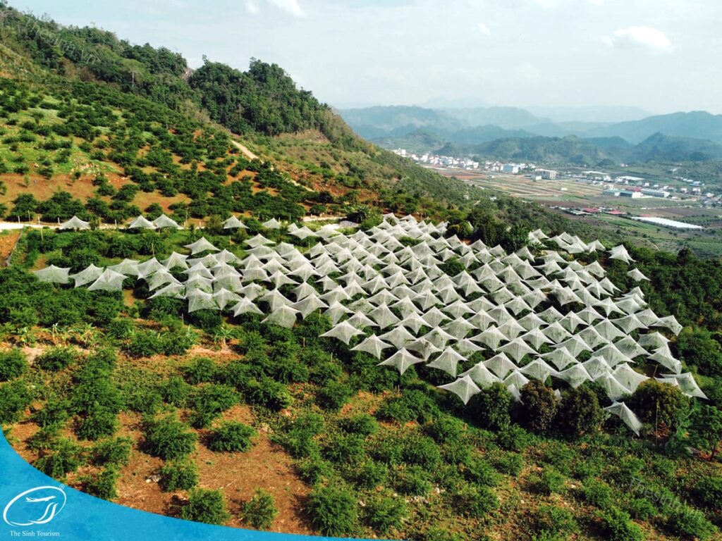 Đặt tour Mộc Châu từ Hà Nội cùng Thế Sinh Tourist
