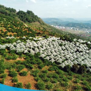 tour du lich moc chau the sinh tourism the sinh tourist 026 20240520 174432