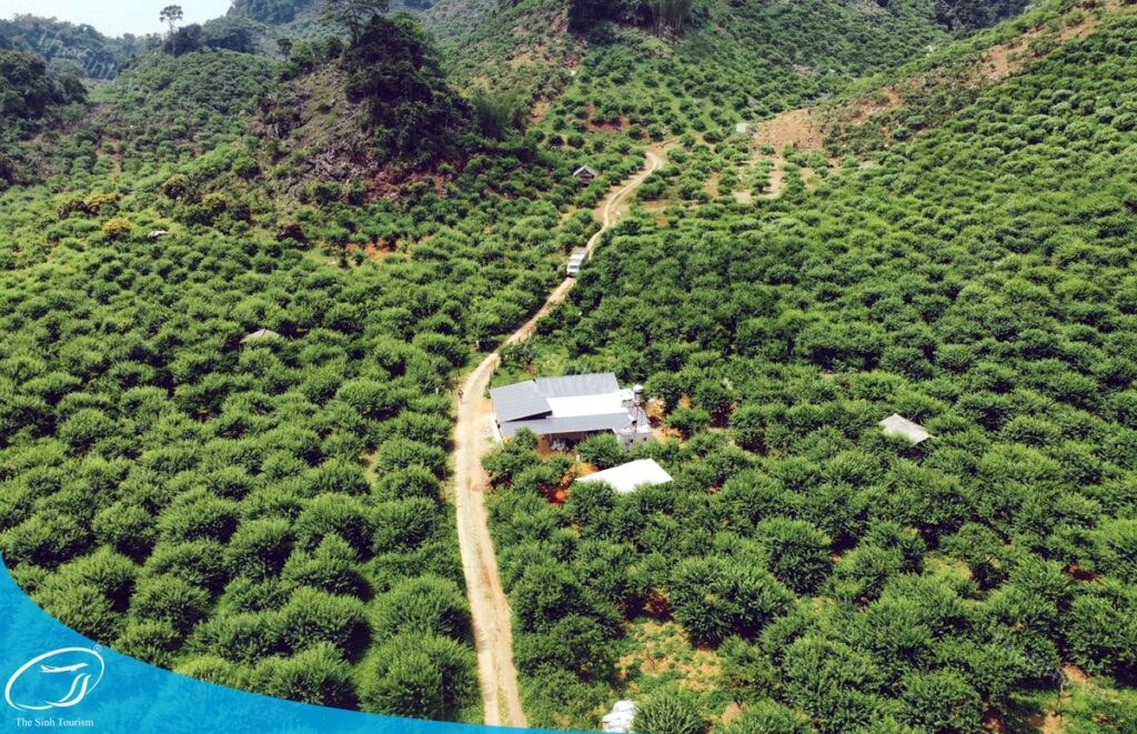 Du lịch Mộc Châu tháng mấy đẹp ?