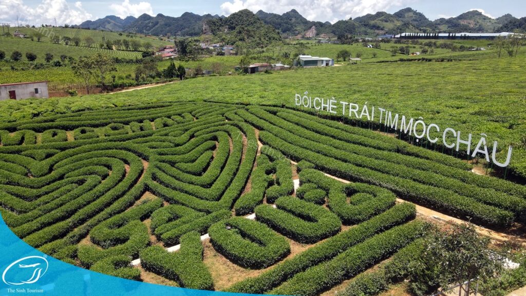 Tour Sơn La Mộc Châu