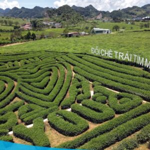 tour du lich moc chau the sinh tourism the sinh tourist 035 20240520 174433