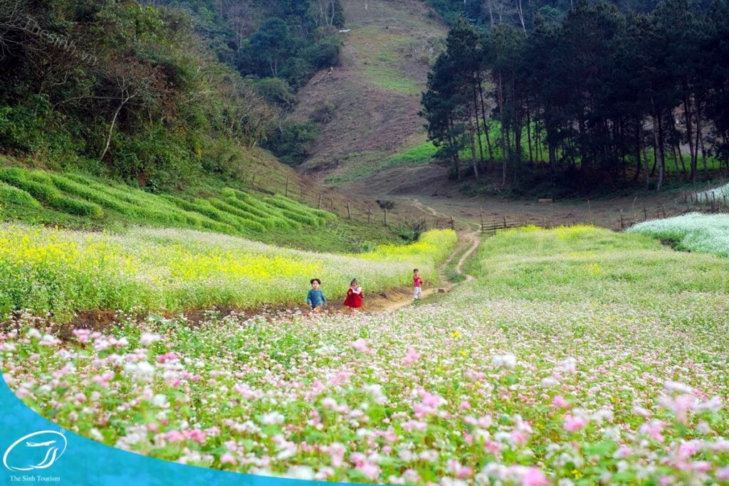 Đi du lịch Mộc Châu cùng Thế Sinh Tourist