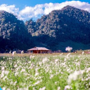 tour du lich moc chau the sinh tourism the sinh tourist 060 20240520 174436
