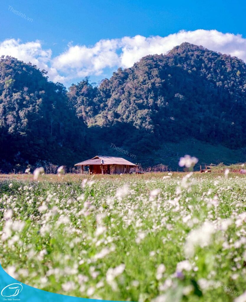 tour du lich moc chau the sinh tourism the sinh tourist 060 20240520 174436