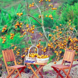 tour du lich moc chau the sinh tourism the sinh tourist 066 20240520 174436