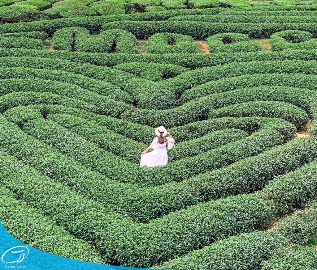Đi du lịch Mộc Châu cùng Thế Sinh Tourist