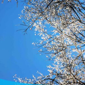 tour du lich moc chau the sinh tourism the sinh tourist 076 20240520 174437