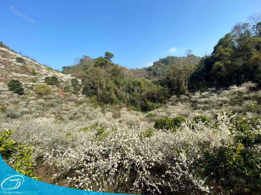 Đặt tour Mộc Châu giá rẻ cùng Thế Sinh Tourist