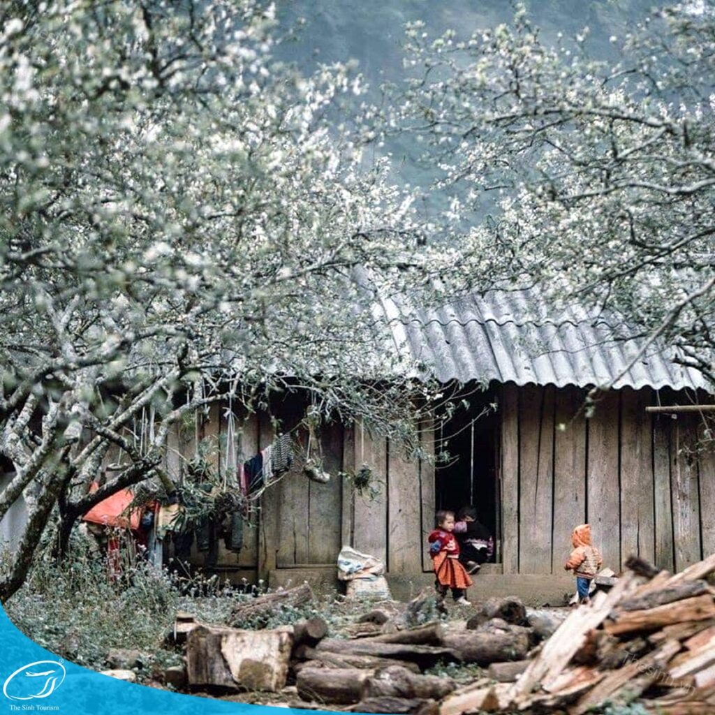 Kinh nghiệm du lịch Mộc Châu từ A–Z: Lịch trình, điểm đến đẹp nhất 23 tour du lich moc chau the sinh tourism the sinh tourist 079 20240520 174438