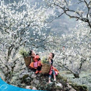 tour du lich moc chau the sinh tourism the sinh tourist 080 20240520 174438