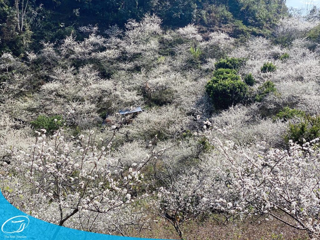 Tour Mộc Châu Tà Xùa 2 ngày 1 đêm: Săn mây và ngắm hoa cực đẹp 15 Tham quan Mộc Châu