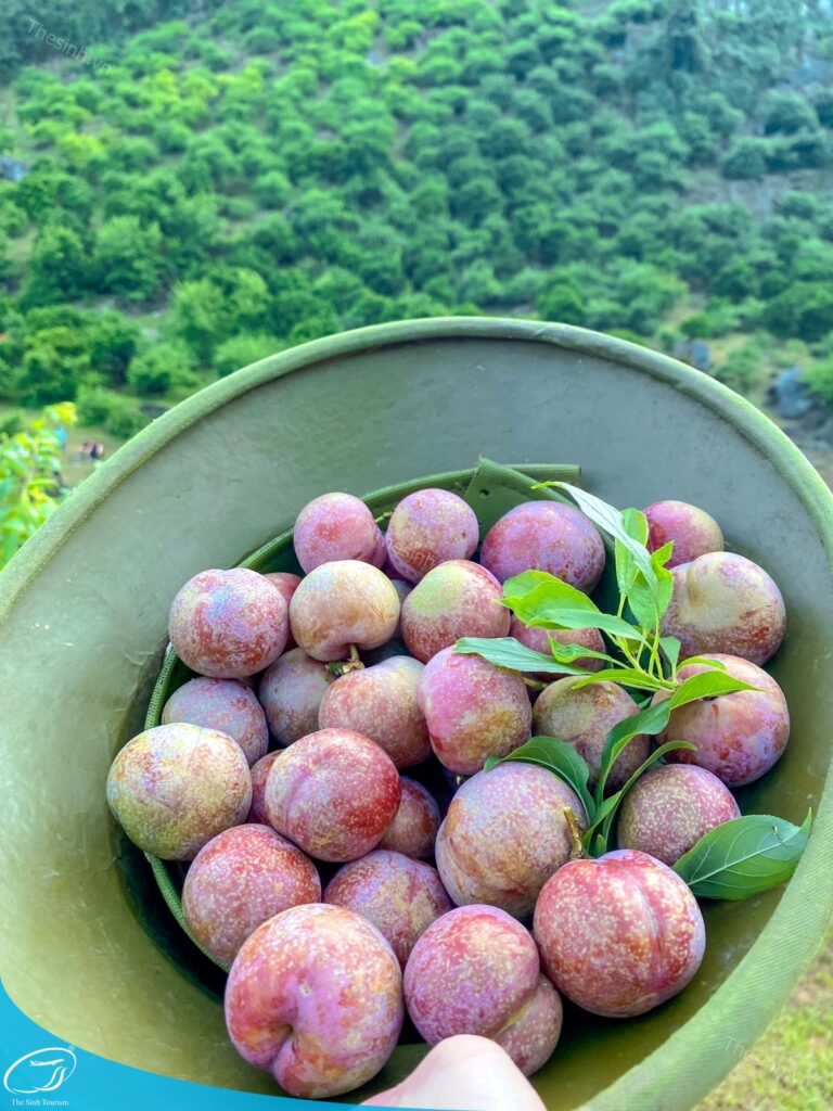 Kinh nghiệm du lịch Mộc Châu từ A–Z: Lịch trình, điểm đến đẹp nhất 17 tour du lich moc chau the sinh tourism the sinh tourist 087 20240520 174438