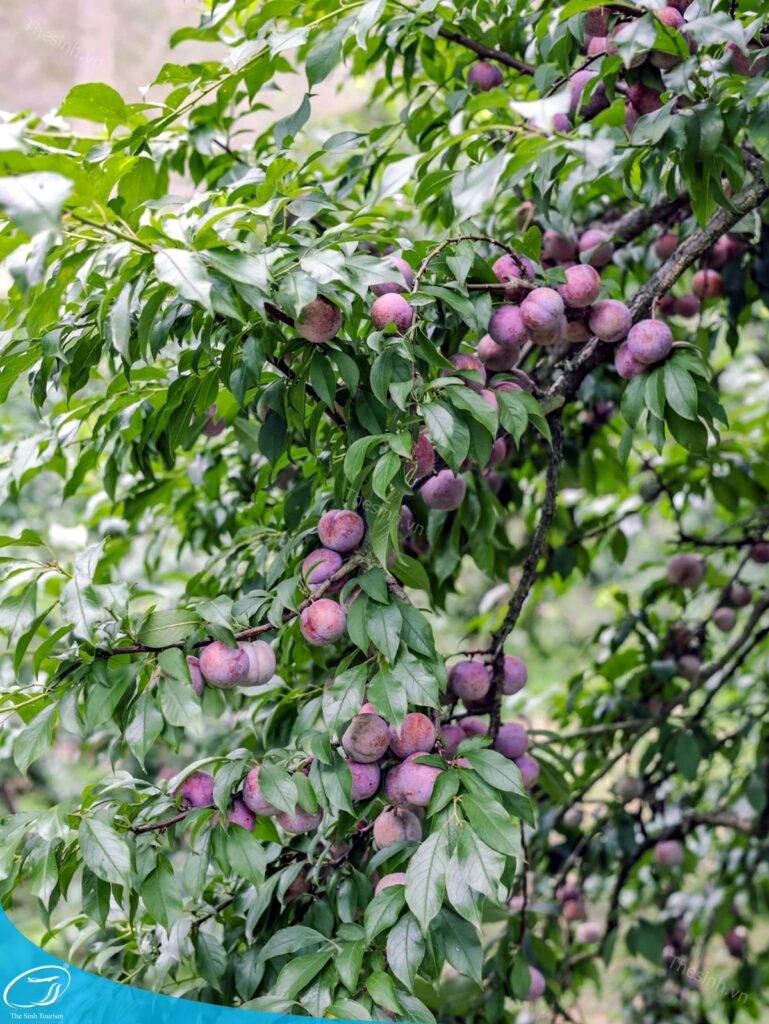 Kinh nghiệm du lịch Mộc Châu từ A–Z: Lịch trình, điểm đến đẹp nhất 15 tour du lich moc chau the sinh tourism the sinh tourist 088 20240520 174439