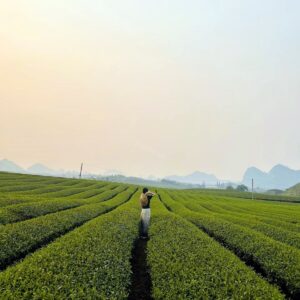 tour du lich moc chau the sinh tourism the sinh tourist 090 20240520 174439