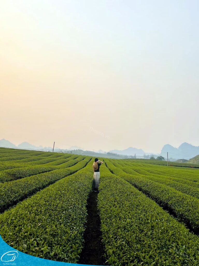 Kinh nghiệm du lịch Mộc Châu từ A–Z: Lịch trình, điểm đến đẹp nhất 16 tour du lich moc chau the sinh tourism the sinh tourist 090 20240520 174439