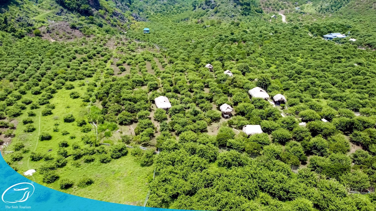 Kinh nghiệm du lịch Mộc Châu từ A–Z: Lịch trình, điểm đến đẹp nhất 33 Tour du lịch Mộc Châu - Đặt tại thesinh.vn