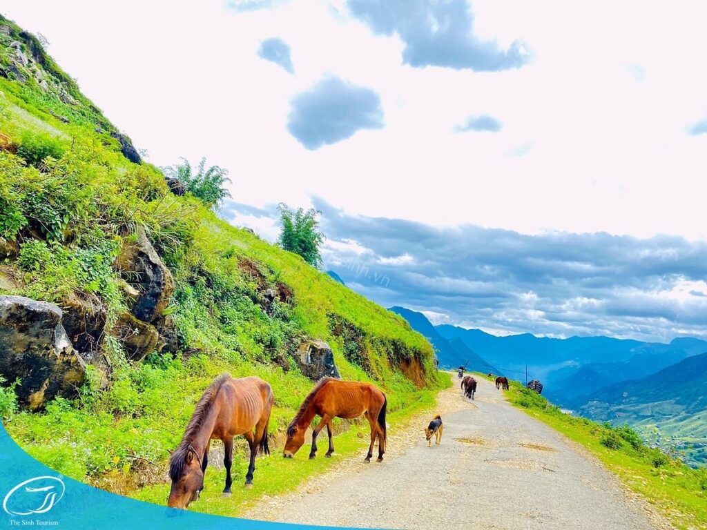 Hướng Dẫn Du Lịch Sapa - Lịch Trình, Chi Phí Và Kinh Nghiệm 28 Tour du lịch Sapa