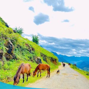 Hướng Dẫn Du Lịch Sapa - Lịch Trình, Chi Phí Và Kinh Nghiệm 26 Tour du lịch Sapa