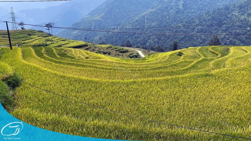 Đặt Tour Du Lịch Sapa Giá Rẻ: Combo Và Hướng Dẫn Chi Tiết 2 Đặt tour du lịch Sapa giá rẻ tại Thế Sinh Tourist