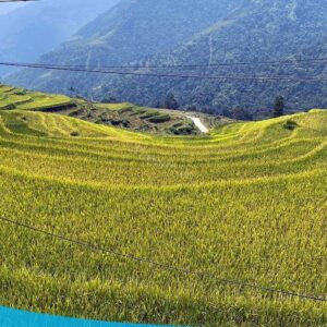tour du lich sapa tour du lich sa pa du lich the sinh tourist the sinh tourism sinhcafe travel 085 20240510 142059
