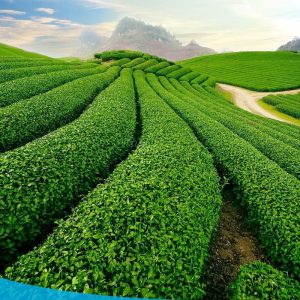 tour du lich moc chau the sinh tourism the sinh tourist 003 20240520 174430