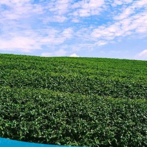 TOUR TÂY BẮC 5N4Đ (MỘC CHÂU - MAI CHÂU - SAPA - ĐIỆN BIÊN - LAI CHÂU) 35 tour du lich moc chau the sinh tourism the sinh tourist 005 20240520 174430