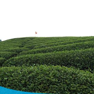 tour du lich moc chau the sinh tourism the sinh tourist 007 20240520 174430