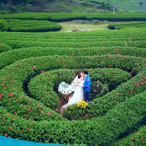 TOUR HCM - HÀ NỘI CITY - VÒNG CUNG TÂY BẮC 6N5Đ 62 tour du lich moc chau the sinh tourism the sinh tourist 011 20240520 174431