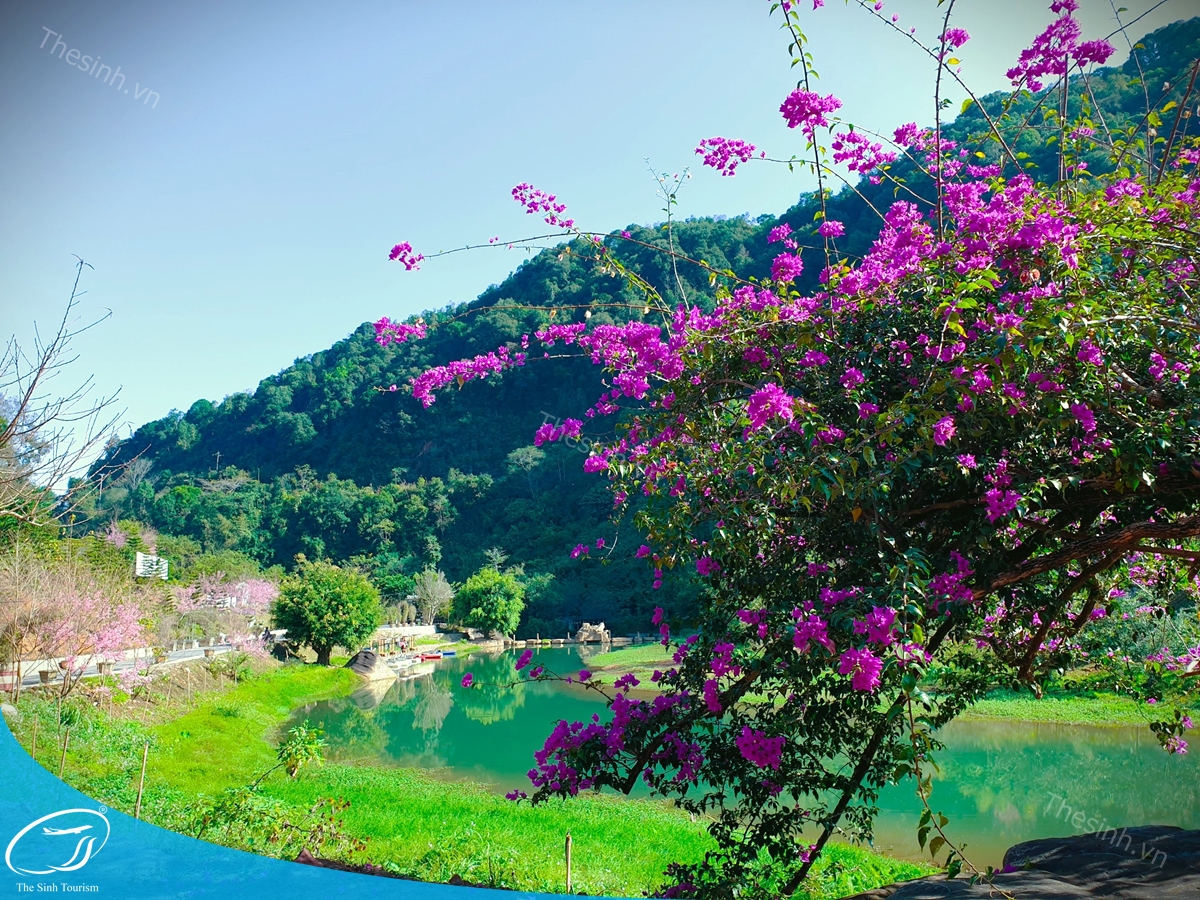 tour-du-lich-moc-chau-the-sinh-tourism-the-sinh-tourist-049-20240520-174434 tour du lich moc chau the sinh tourism the sinh tourist 049 20240520 174434