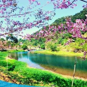 TOUR HCM - HÀ NỘI CITY - VÒNG CUNG TÂY BẮC 6N5Đ 59 tour du lich moc chau the sinh tourism the sinh tourist 051 20240520 174435